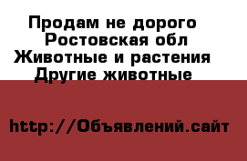 Продам не дорого - Ростовская обл. Животные и растения » Другие животные   